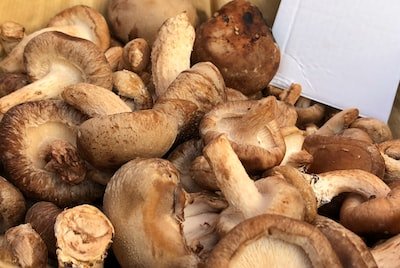 Comment faire pour cultiver des champignons ?