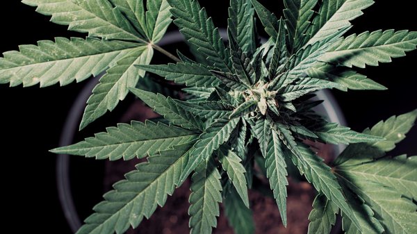 Avis cbd : pourquoi choisir la boutique stormrock ?